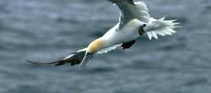 gannet 1180x520 v2