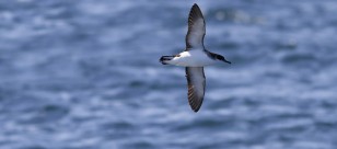 Bird watching on Isles of Scilly