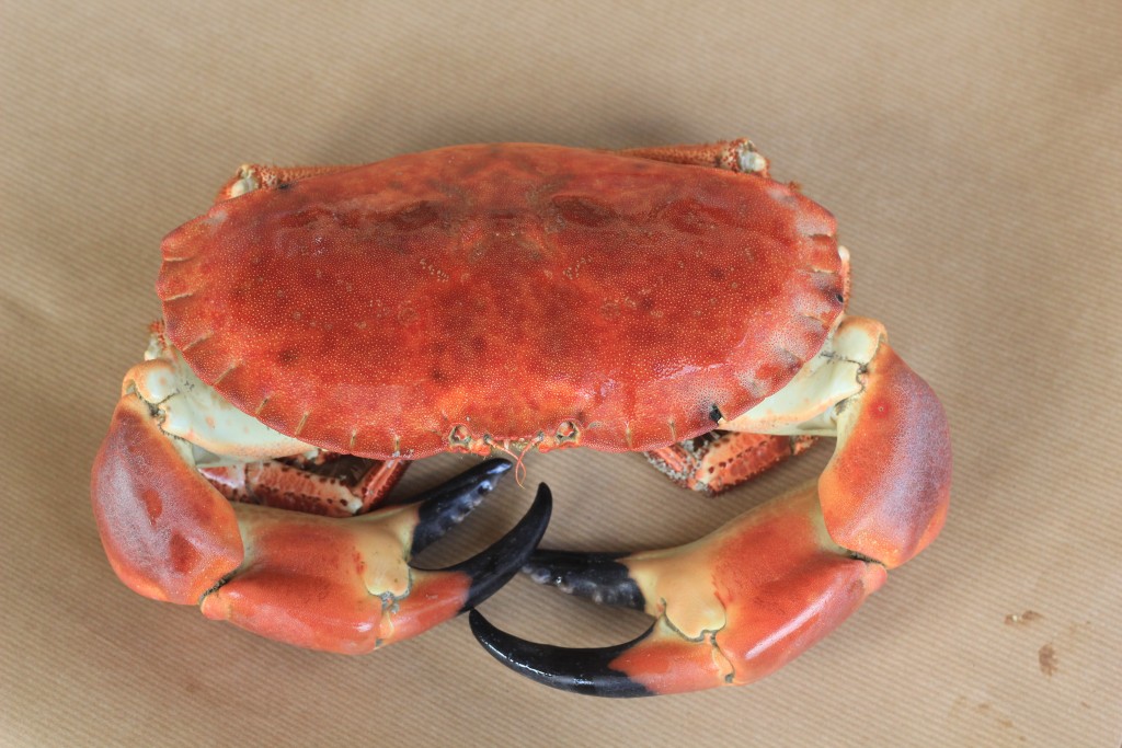 Tresco_Crab 1(97)