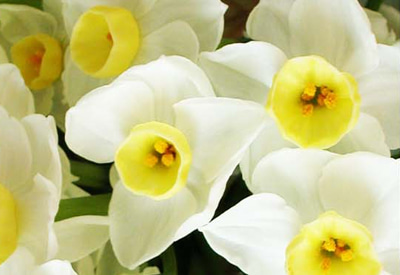 Avalanche Narcissi