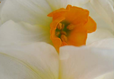 Daymark Narcissi