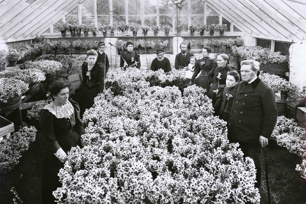 Flower farming on the Isles of Scilly in the 1800s