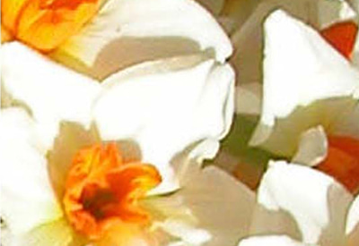 Geranium Narcissi