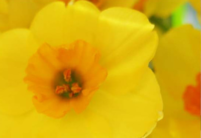Golden Dawn Narcissi