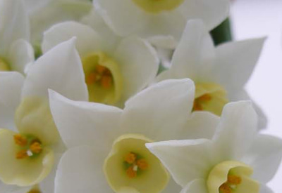 Grand Primo Narcissi