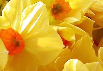 Hugh Town Narcissi