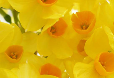 Innsidgen Narcissi
