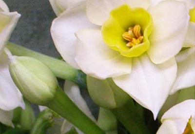 Island Pride Narcissi