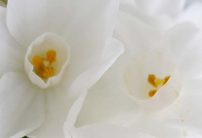 Paper White Narcissi