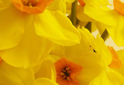 Royal Connection Narcissi