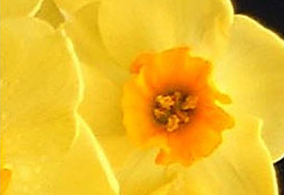 Scilly Valentine Narcissi