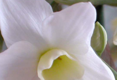 Silver Chimes Narcissi