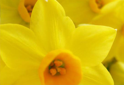 Soleil D'Or Narcissi