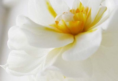 Winston Churchill Narcissi