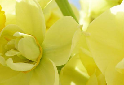 Yellow Cheer Narcissi