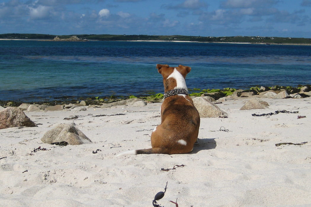 Dog sitting on a beach, Isles of Scilly