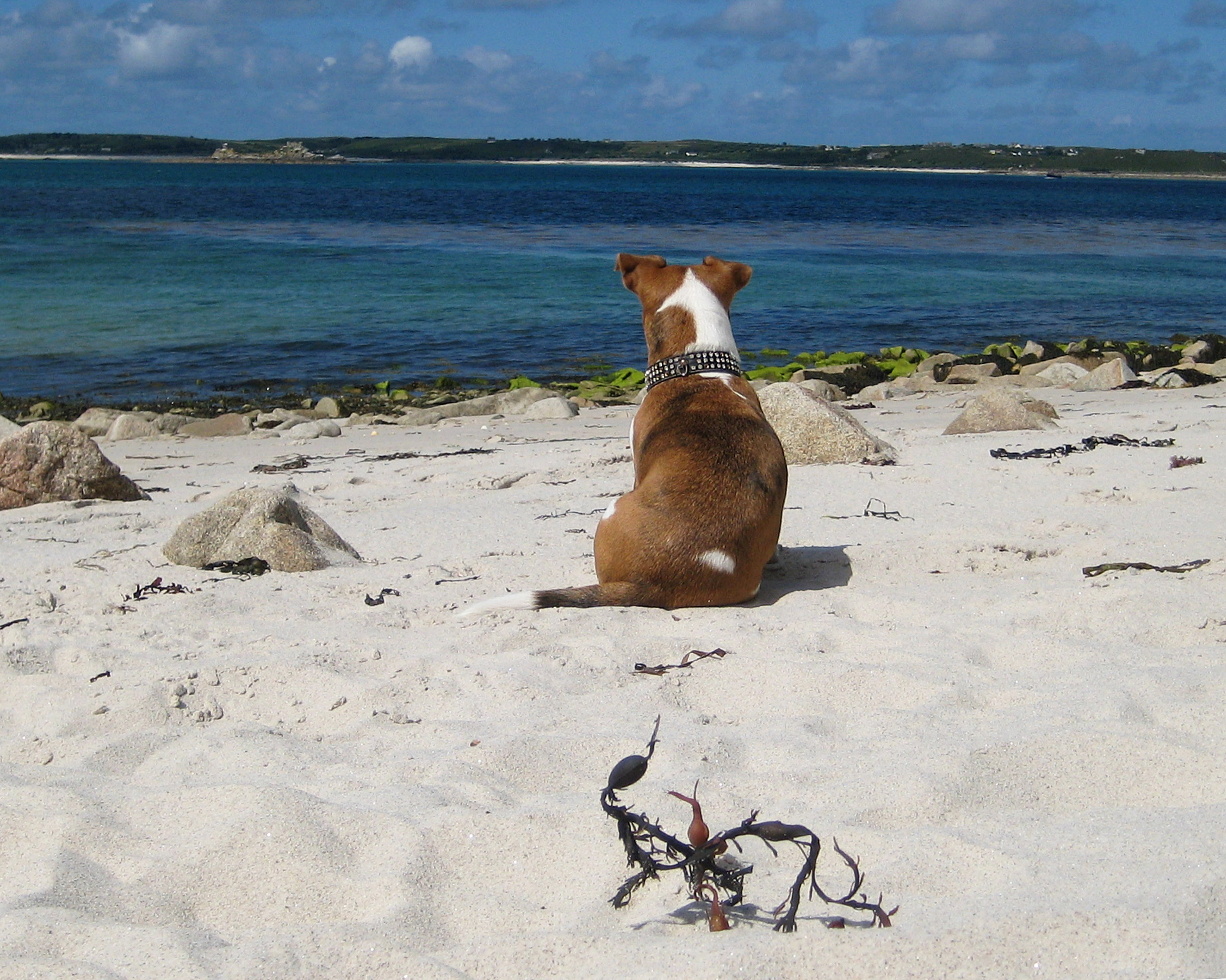 dog friendly cottages scilly isles