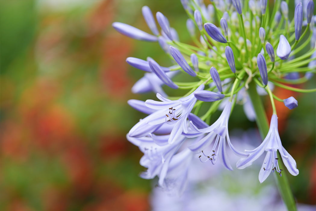 Agapanthus blue flowers