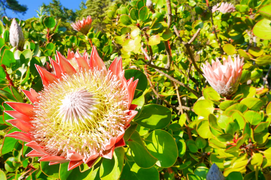 The King Protea - Tresco Abbey Garden