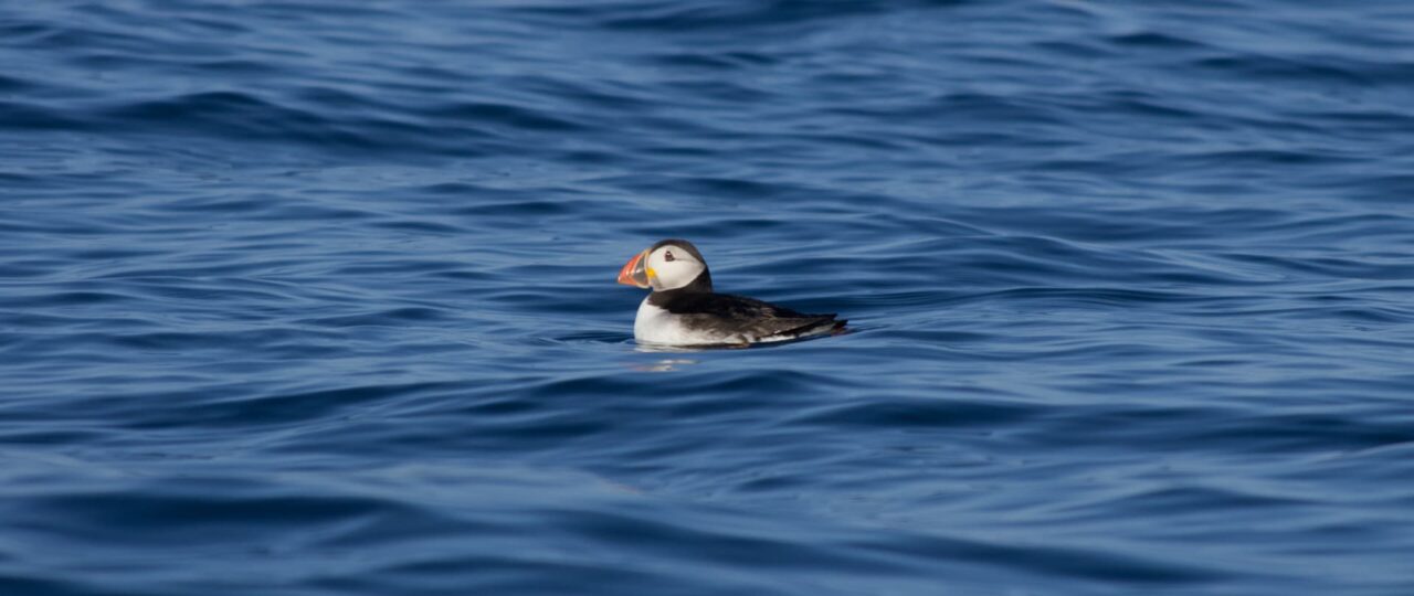 Puffin floating in the sea, Isles of Scilly