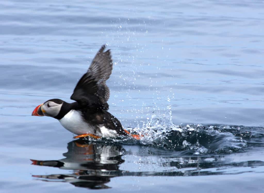 flight of the puffin flight of the puffin
