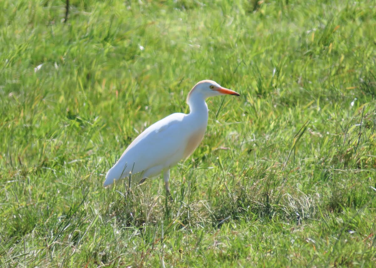 Cattle Egret - Tresco, Isles of Scilly - Will Wagstaff