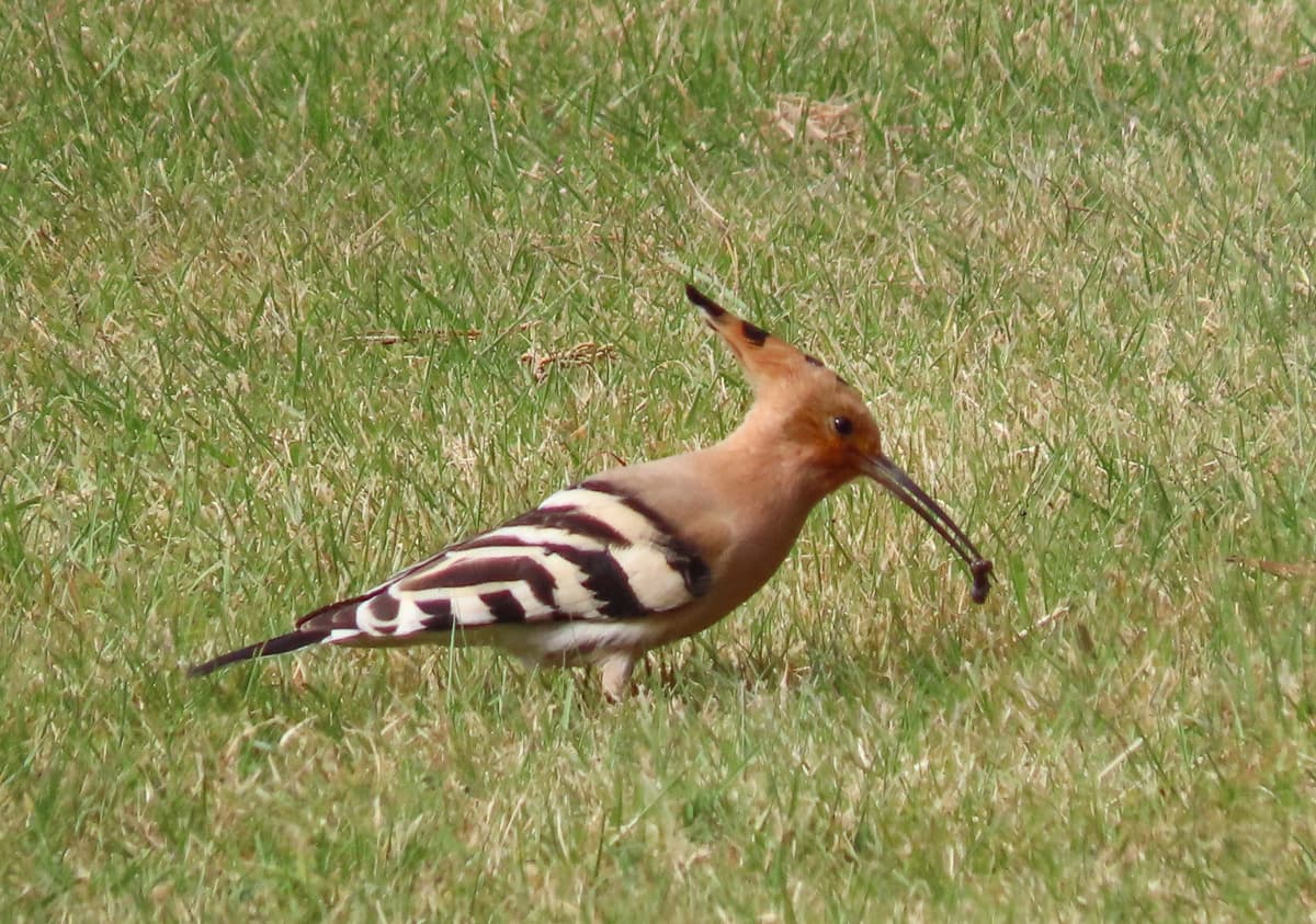 Hoopoe catching food on the Garrison, St Mary's - Will Wagstaff