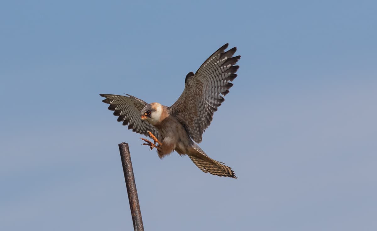 Peregrine falcon - St Mary's Golf Course, Isles of Scilly - Will Wagstaff