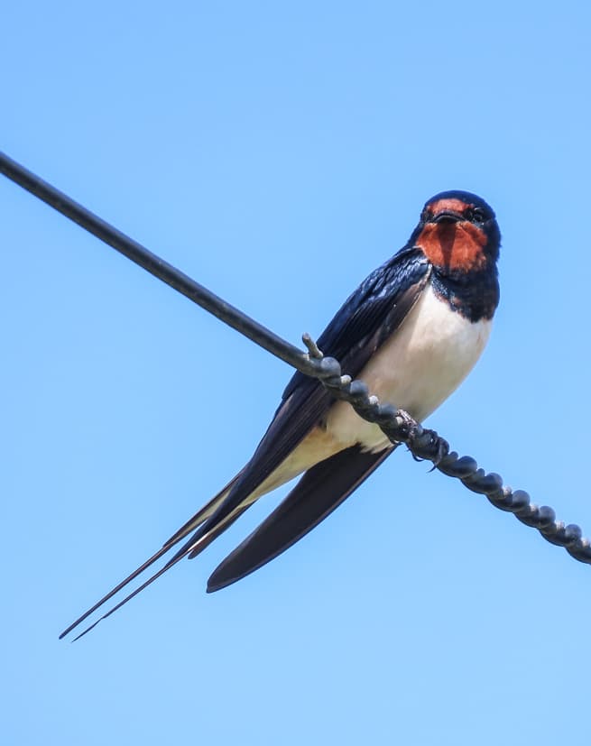 Swallow on St Agnes, Isles of Scilly - Will Wagstaff