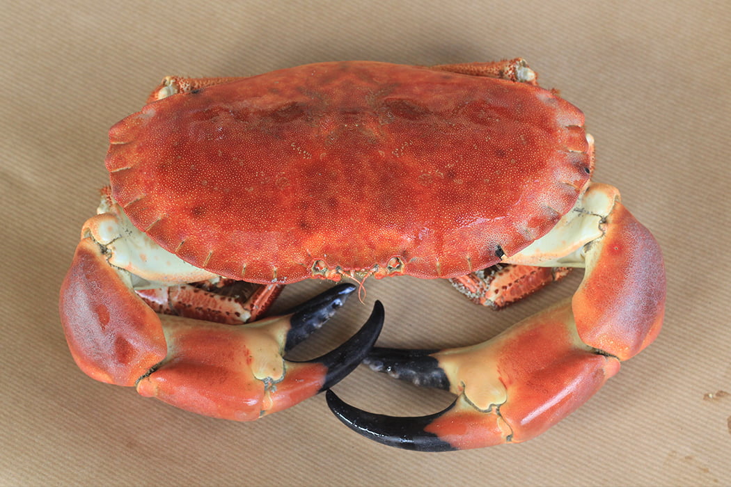 crab on a table - isles of scilly
