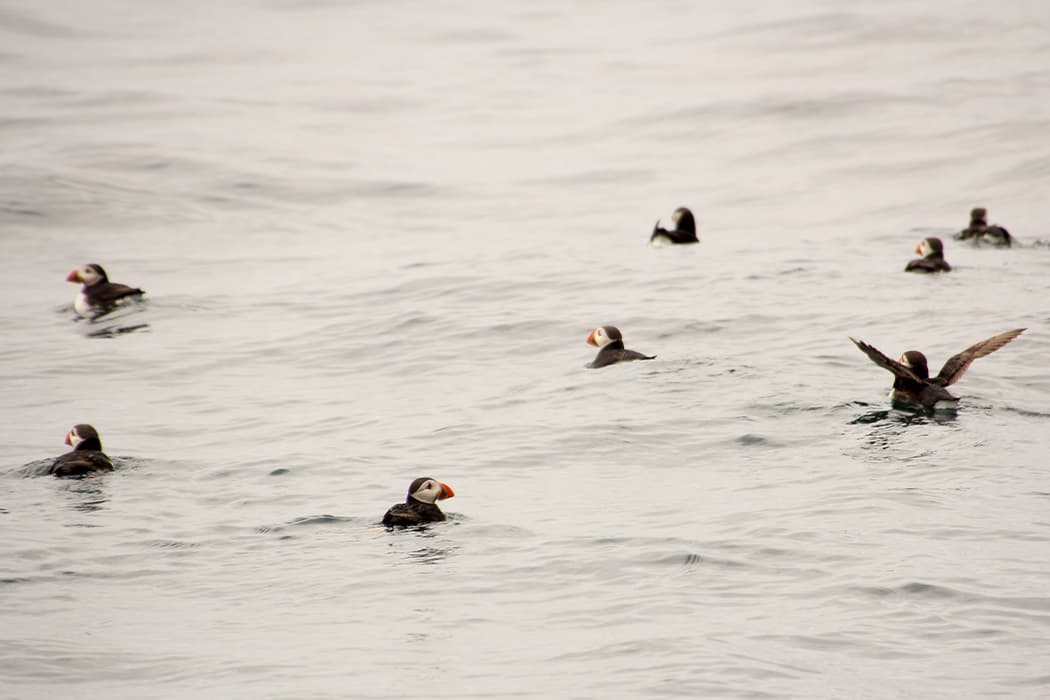 Puffins  © BareFoot Photographer & IOS Wildlife Trust