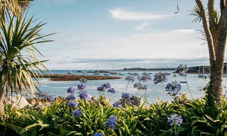Agapanthus in full bloom on St Mary's, Isles of Scilly