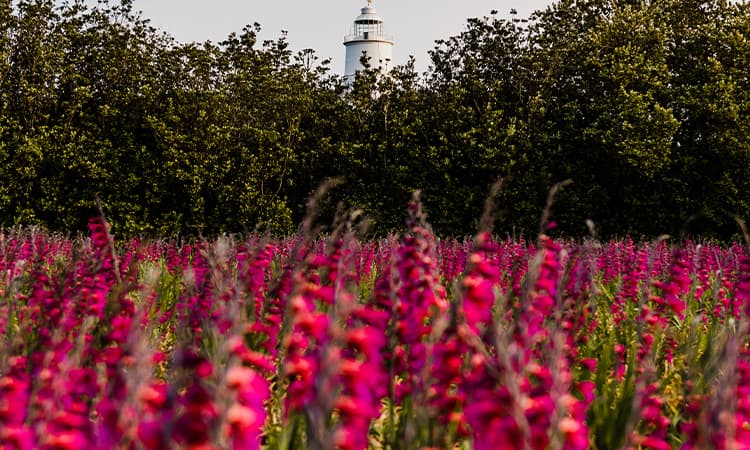 Whistling Jacks, in front of St Agnes Lighthouse, Isles of Scilly