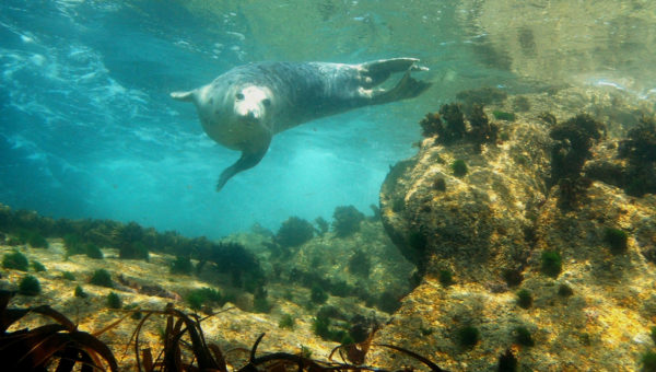 Atlantic Grey Seal - Isles of Scilly