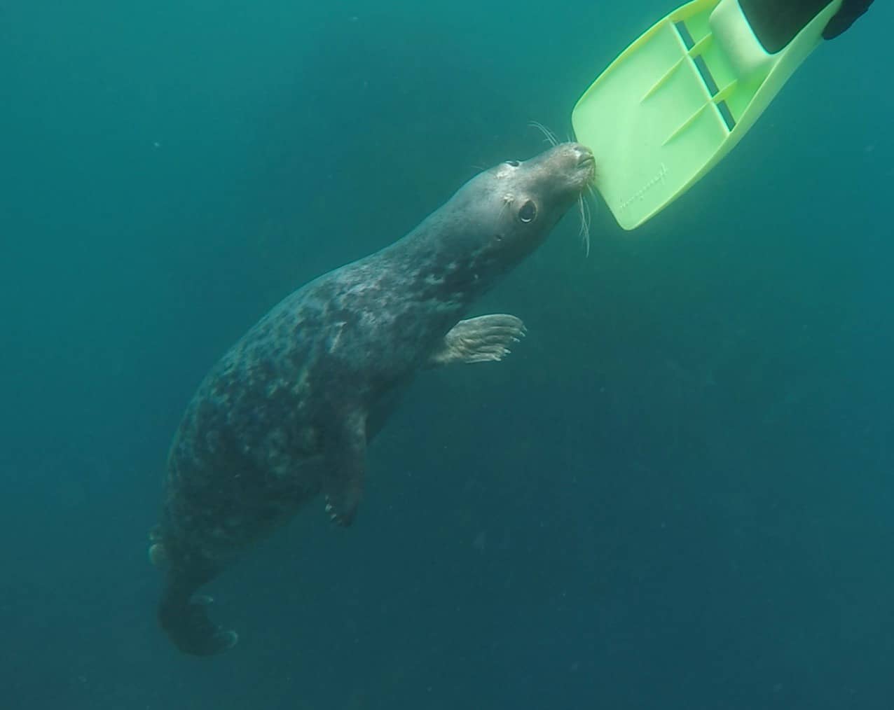 Scilly seal snorkelling