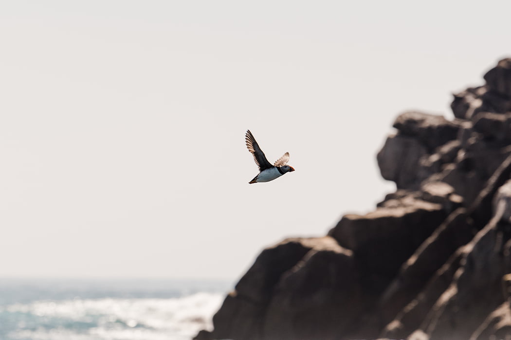 Puffin flying in spring, Isles of Scilly