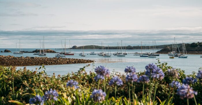 Agapanthus in full bloom infront of sailing boats on St Mary's, Isles of Scilly