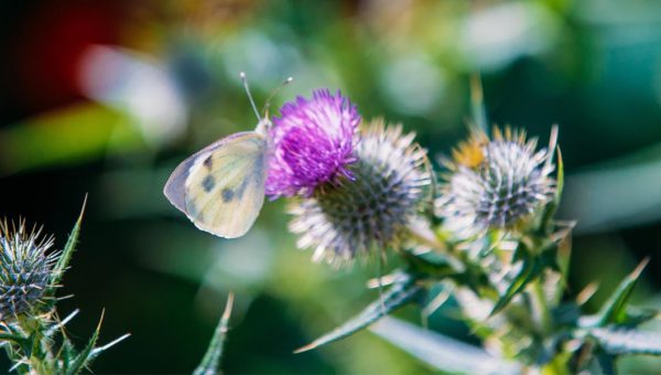 Butterfly Count & Bee Bumble - Isles of Scilly Wildlife Trust - Event