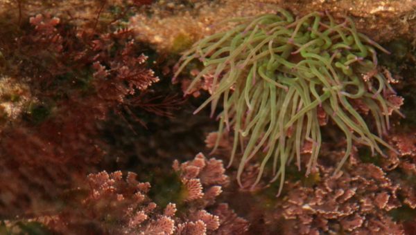 Rockpool Ramble and Beach Combing - Isles of Scilly Wildlife Trust Event