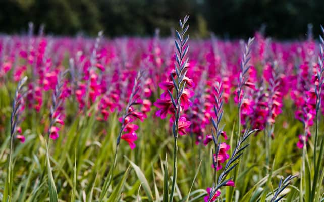 Whistling Jacks in bloom - St. Agnes, Isles of Scilly