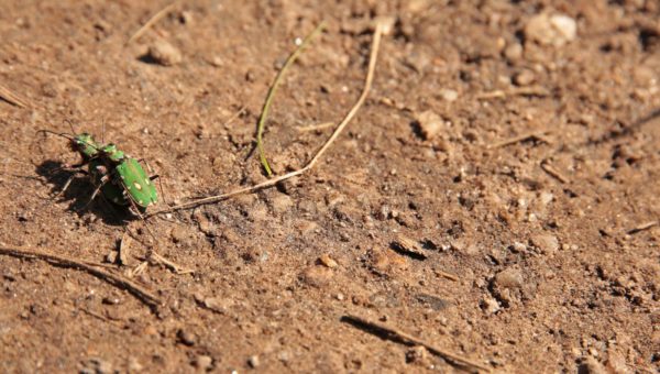 Insect Safari - IOS Wildlife Trust