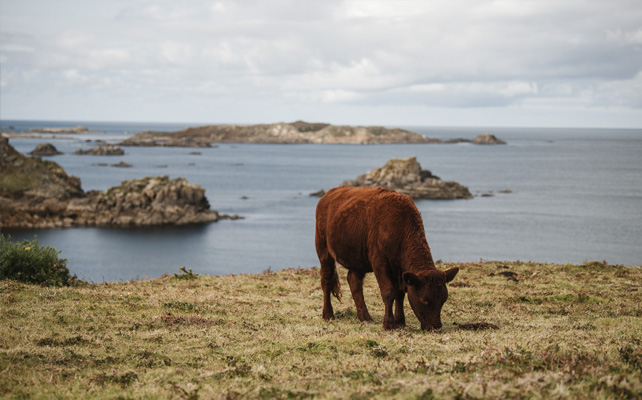 Cow on St. Martin's Isles of Scilly in September