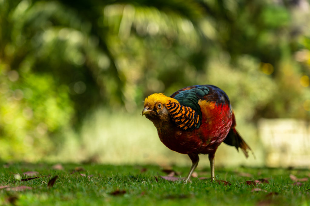 Red squirrels and golden pheasants on Tresco Island 