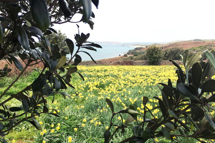 Yellow narcissi field in spring on the Isles of Scilly
