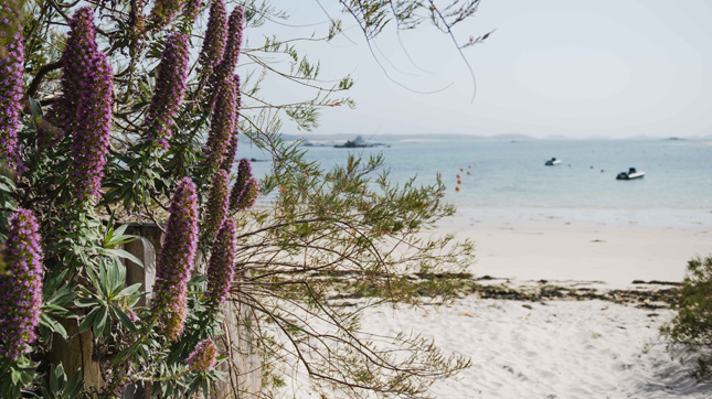 Spring sea view - Tresco, Isles of Scilly