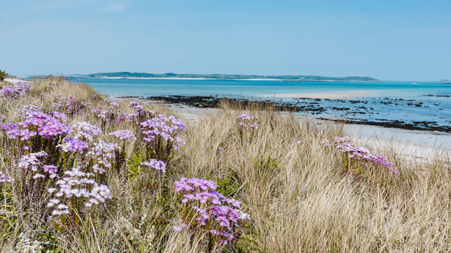 Spring on Tresco, Isles of Scilly