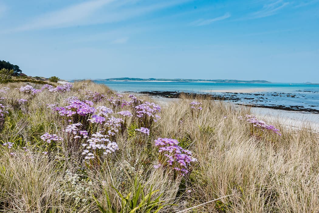 Pentle Bay, Tresco, Isles of Scilly in the spring with pink flowers