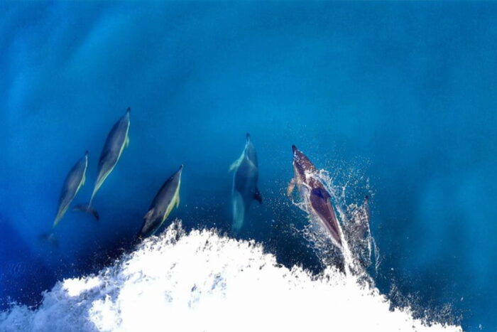 Dolphins swimming alongside Scillonian III. Image credit: Richard Nicholls