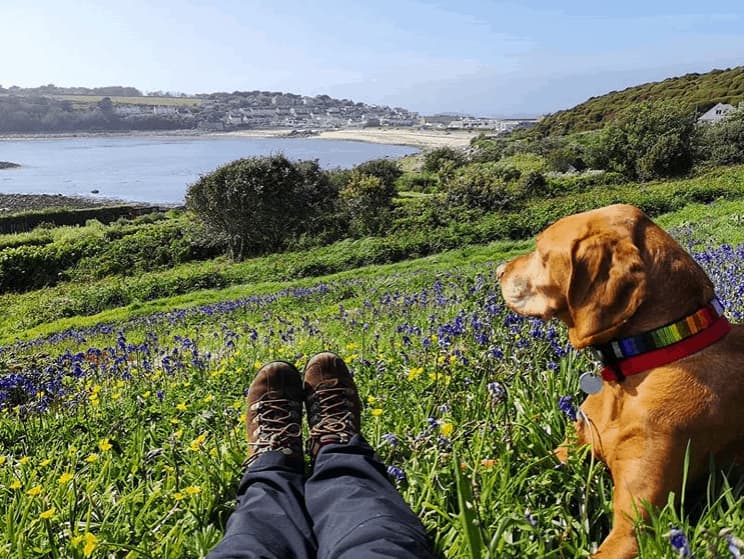 Dog with owner overlooking Hugh Town, St Mary's, Isles of Scilly