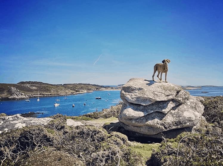 Dog on rocks at Watch Hill, Bryher, Isles of Scilly